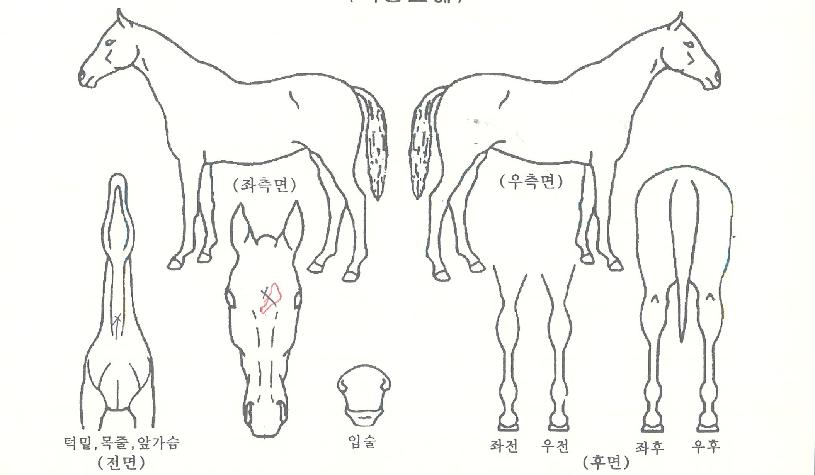 ¿À¼Ç½ºÅèÀÇ Ãø¸é,¿ì¸é,µÞ¸é,µÎ»ó,´Ù¸®ÀÇ Æ¯Â¡µµÇØ