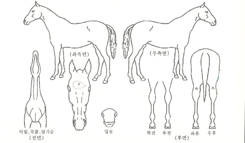 ·¯´×¿ö¸®¾îÀÇ Ãø¸é,¿ì¸é,µÞ¸é,µÎ»ó,´Ù¸®ÀÇ Æ¯Â¡µµÇØ