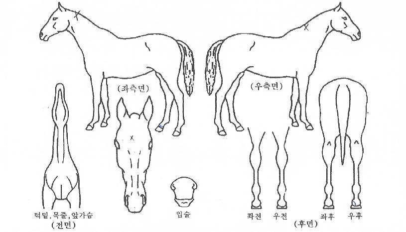 ·çºñ·ÎµåÀÇ Ãø¸é,¿ì¸é,µÞ¸é,µÎ»ó,´Ù¸®ÀÇ Æ¯Â¡µµÇØ