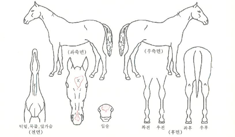 °ñµçÆ÷½ºÀÇ Ãø¸é,¿ì¸é,µÞ¸é,µÎ»ó,´Ù¸®ÀÇ Æ¯Â¡µµÇØ