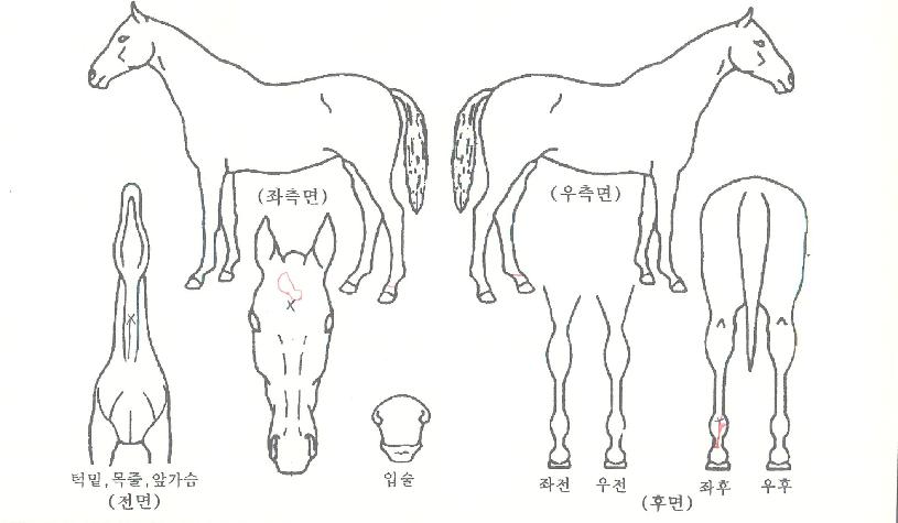 °ñµçÆÄ¿öÀÇ Ãø¸é,¿ì¸é,µÞ¸é,µÎ»ó,´Ù¸®ÀÇ Æ¯Â¡µµÇØ