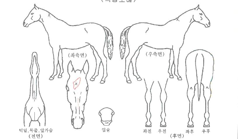 ��Ÿ��ƽ������ ����,���,�޸�,�λ�,�ٸ��� Ư¡����