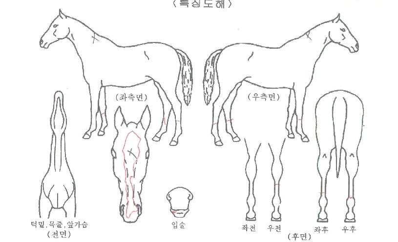 ¿¡¸ð¸®ÄýÀÚ¸¶ÀÇ Ãø¸é,¿ì¸é,µÞ¸é,µÎ»ó,´Ù¸®ÀÇ Æ¯Â¡µµÇØ