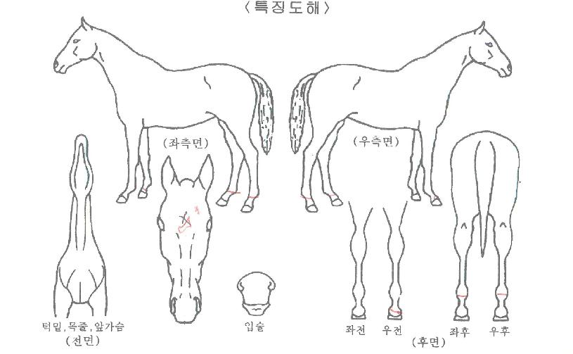 ±×¸°»þÇÁÀÇ Ãø¸é,¿ì¸é,µÞ¸é,µÎ»ó,´Ù¸®ÀÇ Æ¯Â¡µµÇØ