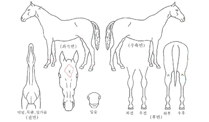 ¿ø´õÇ®ÁúÁÖÀÇ Ãø¸é,¿ì¸é,µÞ¸é,µÎ»ó,´Ù¸®ÀÇ Æ¯Â¡µµÇØ