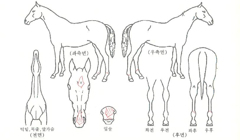 Á¤µç·ÎÀÇ Ãø¸é,¿ì¸é,µÞ¸é,µÎ»ó,´Ù¸®ÀÇ Æ¯Â¡µµÇØ