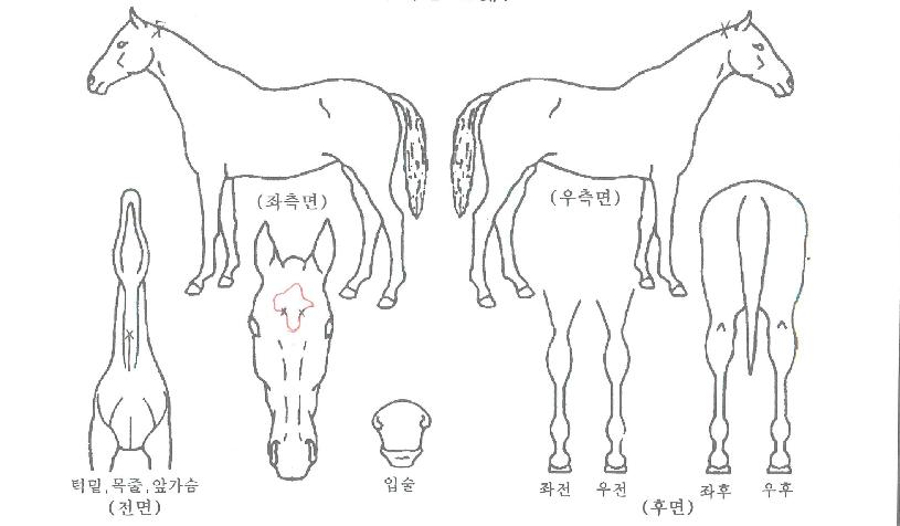 Á¤¹®µå·¡°ïÀÇ Ãø¸é,¿ì¸é,µÞ¸é,µÎ»ó,´Ù¸®ÀÇ Æ¯Â¡µµÇØ