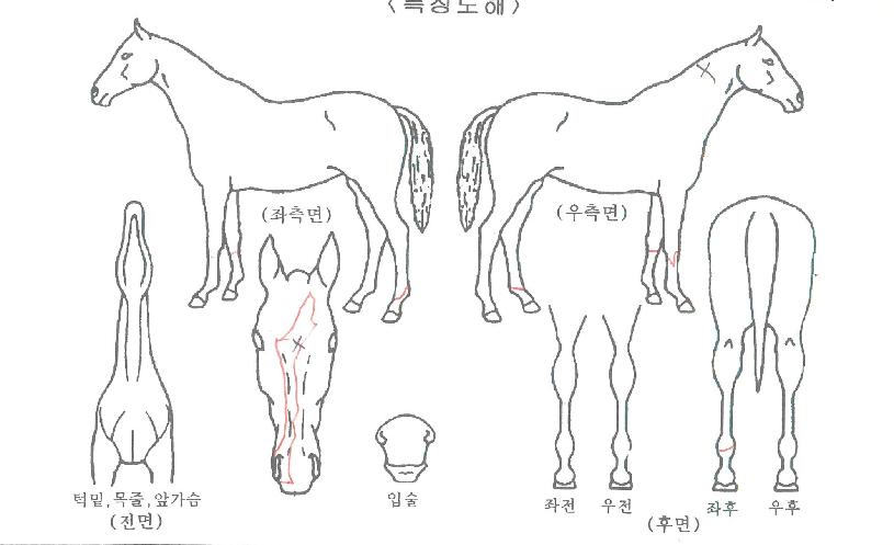 È÷¾î´õ·¹À̵ðÀÚ¸¶ÀÇ Ãø¸é,¿ì¸é,µÞ¸é,µÎ»ó,´Ù¸®ÀÇ Æ¯Â¡µµÇØ