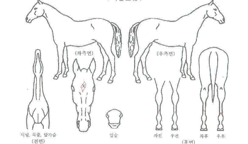 ŸÀÌźÄÉÀÌÀÇ Ãø¸é,¿ì¸é,µÞ¸é,µÎ»ó,´Ù¸®ÀÇ Æ¯Â¡µµÇØ