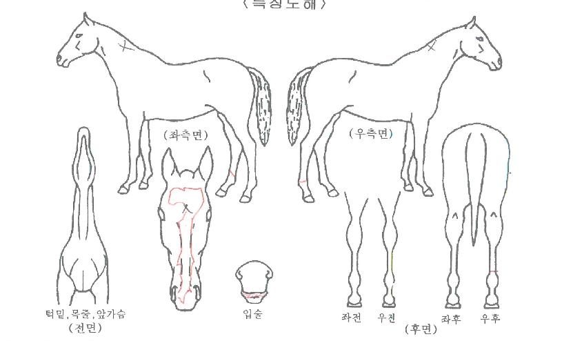 ���̵�Űư���̵��ڸ��� ����,���,�޸�,�λ�,�ٸ��� Ư¡����