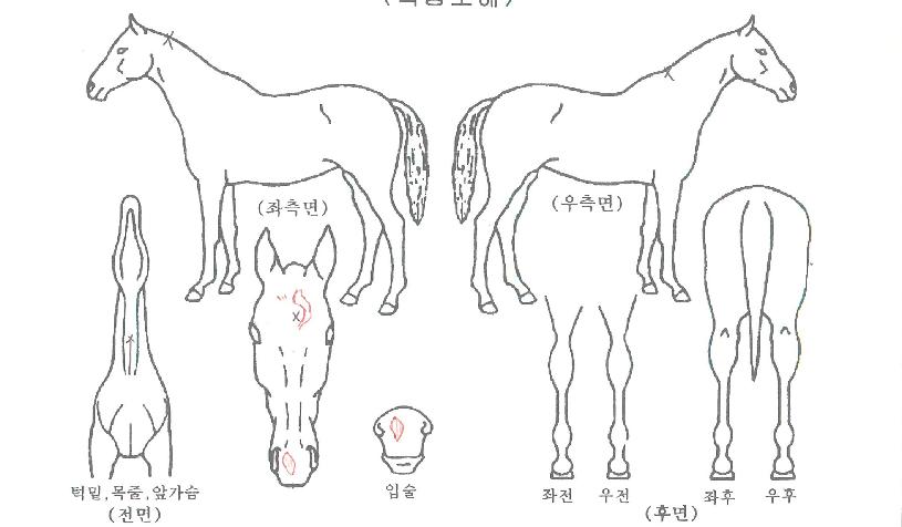 µ¿ºÎ½ºÅ¸ÀÇ Ãø¸é,¿ì¸é,µÞ¸é,µÎ»ó,´Ù¸®ÀÇ Æ¯Â¡µµÇØ