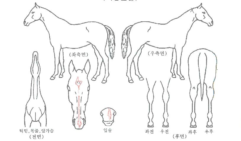 ½Ù½ÙÀÌÀÇ Ãø¸é,¿ì¸é,µÞ¸é,µÎ»ó,´Ù¸®ÀÇ Æ¯Â¡µµÇØ