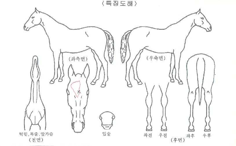 ´Ù¸²ÀÌÀÇ Ãø¸é,¿ì¸é,µÞ¸é,µÎ»ó,´Ù¸®ÀÇ Æ¯Â¡µµÇØ