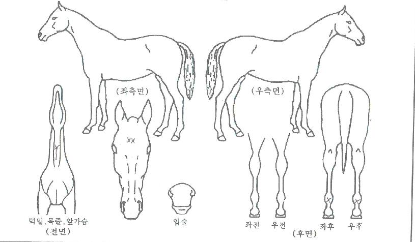 ÀεðÃÊÀ̽ºÀÇ Ãø¸é,¿ì¸é,µÞ¸é,µÎ»ó,´Ù¸®ÀÇ Æ¯Â¡µµÇØ