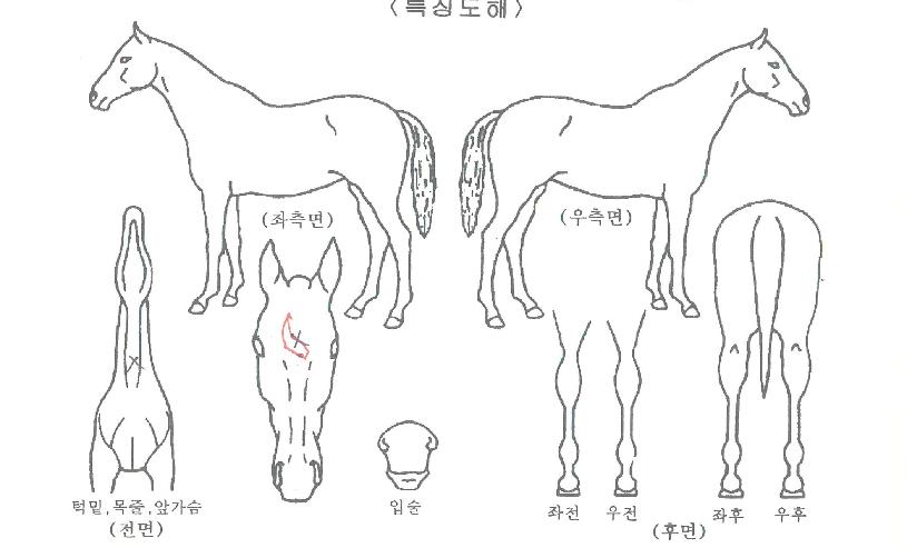 �׷�������ڸ��� ����,���,�޸�,�λ�,�ٸ��� Ư¡����