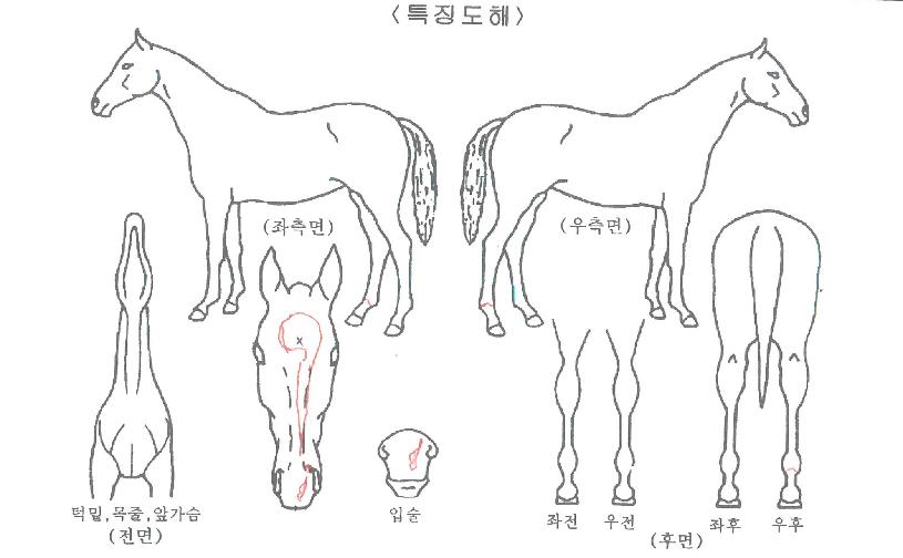 ���ǰ����ڸ��� ����,���,�޸�,�λ�,�ٸ��� Ư¡����