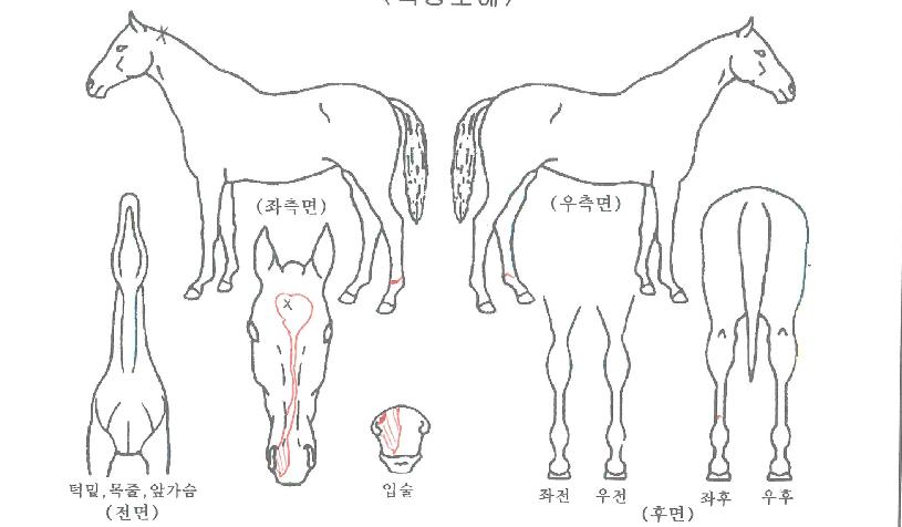 ÃÖ°¸¶¸°ÀÇ Ãø¸é,¿ì¸é,µÞ¸é,µÎ»ó,´Ù¸®ÀÇ Æ¯Â¡µµÇØ