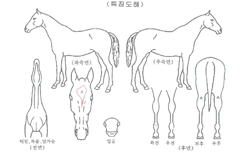 �ִ�ǳ���ڸ��� ����,���,�޸�,�λ�,�ٸ��� Ư¡����