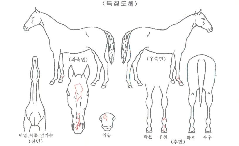 ���̵�������ڸ��� ����,���,�޸�,�λ�,�ٸ��� Ư¡����