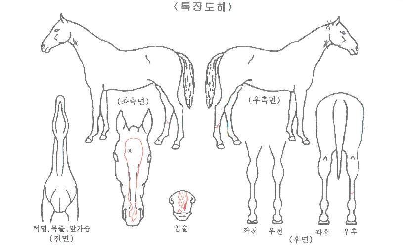 ¹è´Ù¸®µ¹Ç³ÀÇ Ãø¸é,¿ì¸é,µÞ¸é,µÎ»ó,´Ù¸®ÀÇ Æ¯Â¡µµÇØ