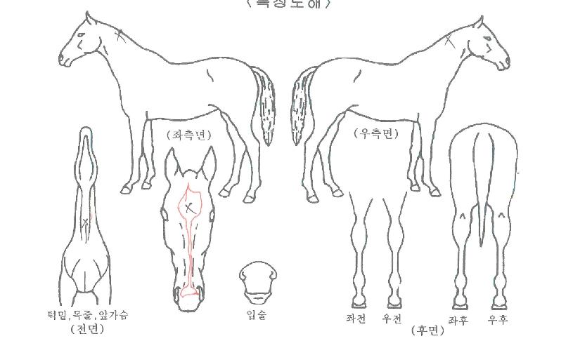 ÇÏ´ÃÀü»çÀÇ Ãø¸é,¿ì¸é,µÞ¸é,µÎ»ó,´Ù¸®ÀÇ Æ¯Â¡µµÇØ