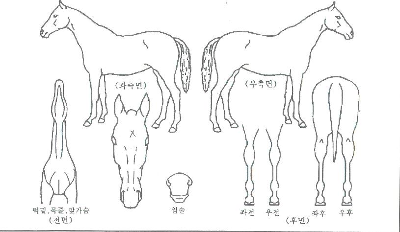 �����Ʈ�� ����,���,�޸�,�λ�,�ٸ��� Ư¡����