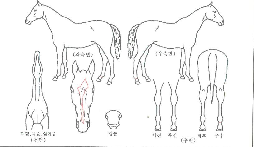 �����¾��� ����,���,�޸�,�λ�,�ٸ��� Ư¡����