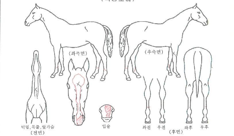 Ư±ÞÄ·ÇÁÀÇ Ãø¸é,¿ì¸é,µÞ¸é,µÎ»ó,´Ù¸®ÀÇ Æ¯Â¡µµÇØ