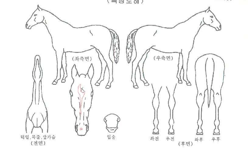 ����ġ���ڸ��� ����,���,�޸�,�λ�,�ٸ��� Ư¡����