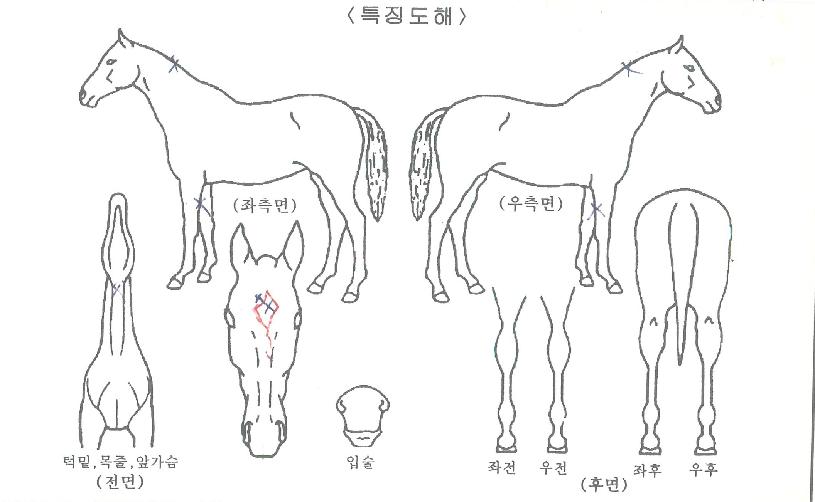 ������Ʈ����Ʈ�ڸ��� ����,���,�޸�,�λ�,�ٸ��� Ư¡����