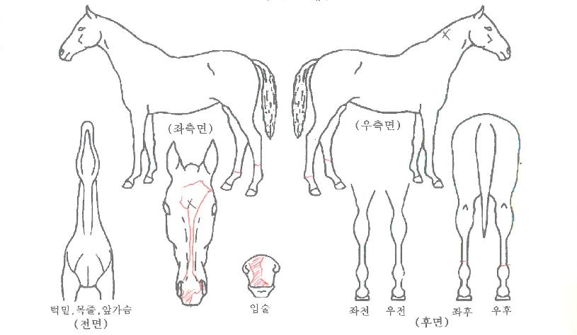 ¿µº¸½ºÀÇ Ãø¸é,¿ì¸é,µÞ¸é,µÎ»ó,´Ù¸®ÀÇ Æ¯Â¡µµÇØ