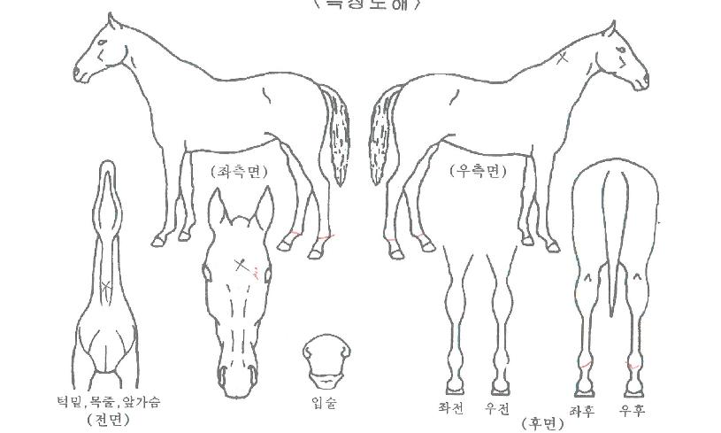 �Ϸ�õ�ڸ��� ����,���,�޸�,�λ�,�ٸ��� Ư¡����