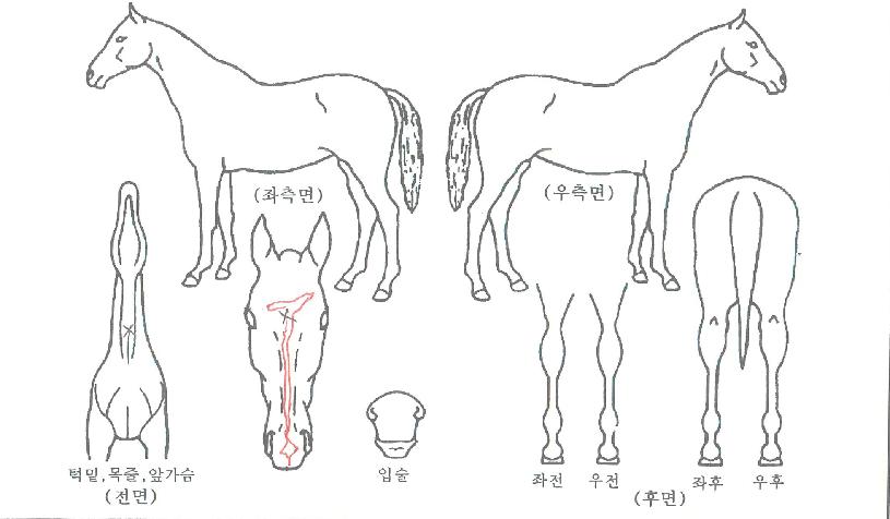 �����ᵹ���� ����,���,�޸�,�λ�,�ٸ��� Ư¡����