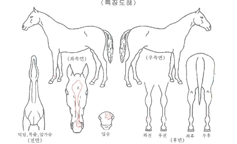 �ǹ������ڸ��� ����,���,�޸�,�λ�,�ٸ��� Ư¡����