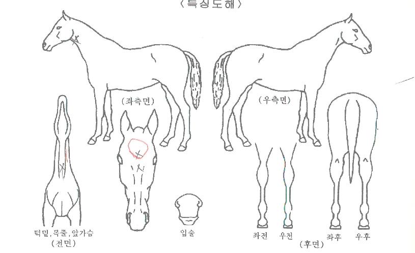 ¹Ùº§½ºÅèÀÇ Ãø¸é,¿ì¸é,µÞ¸é,µÎ»ó,´Ù¸®ÀÇ Æ¯Â¡µµÇØ