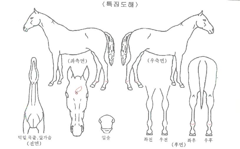 ���̿����� ����,���,�޸�,�λ�,�ٸ��� Ư¡����