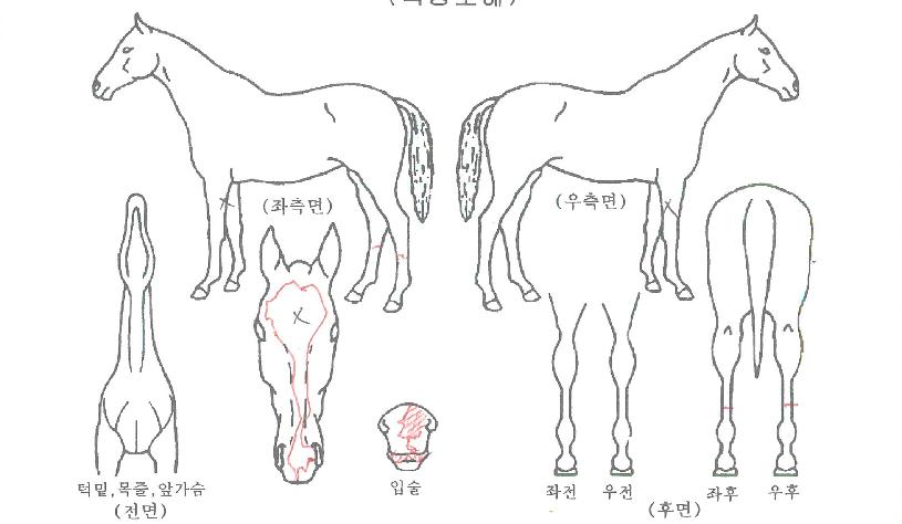 �Ƹ�������Ʈ�ڸ��� ����,���,�޸�,�λ�,�ٸ��� Ư¡����