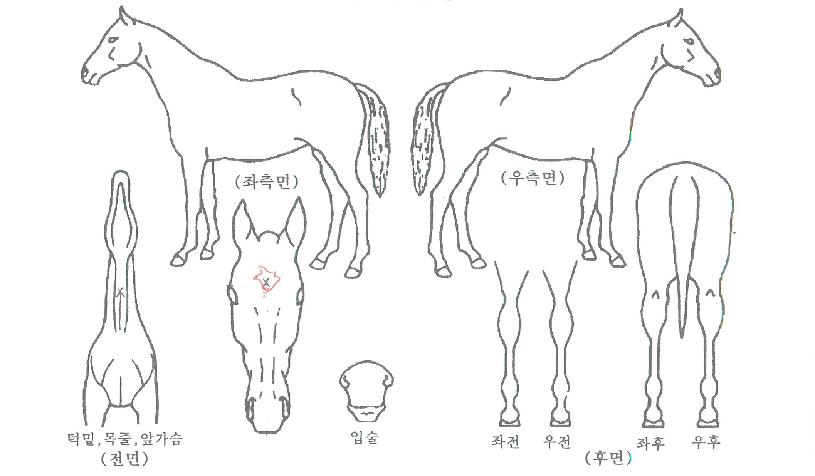 �����ϸ������� ����,���,�޸�,�λ�,�ٸ��� Ư¡����