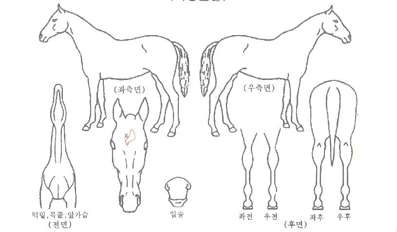 ±×·¹ÀÌÆ®ºí·çÀÇ Ãø¸é,¿ì¸é,µÞ¸é,µÎ»ó,´Ù¸®ÀÇ Æ¯Â¡µµÇØ