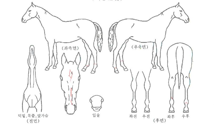 �Ϻ�Ʈ������ ����,���,�޸�,�λ�,�ٸ��� Ư¡����