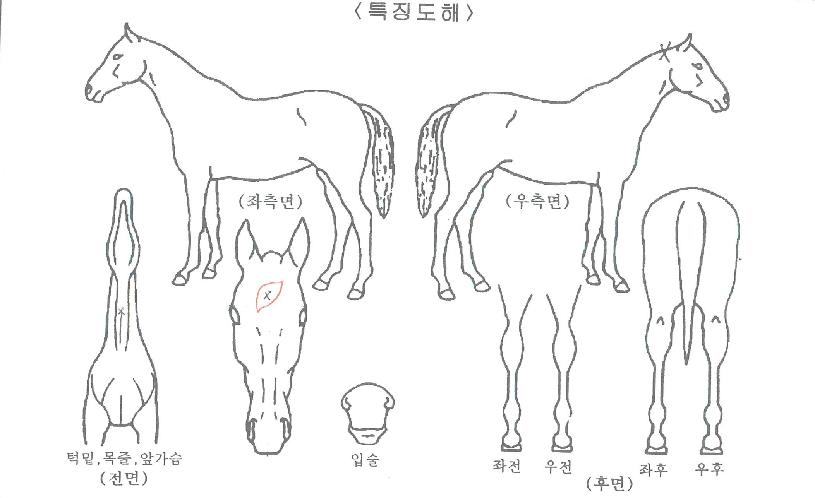 ¿µ±¤ÀǸÅÁ÷ÀÇ Ãø¸é,¿ì¸é,µÞ¸é,µÎ»ó,´Ù¸®ÀÇ Æ¯Â¡µµÇØ