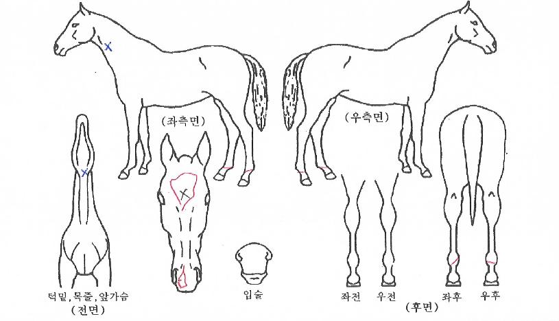 ¿ì½Â¹Ù¶÷ÀÇ Ãø¸é,¿ì¸é,µÞ¸é,µÎ»ó,´Ù¸®ÀÇ Æ¯Â¡µµÇØ