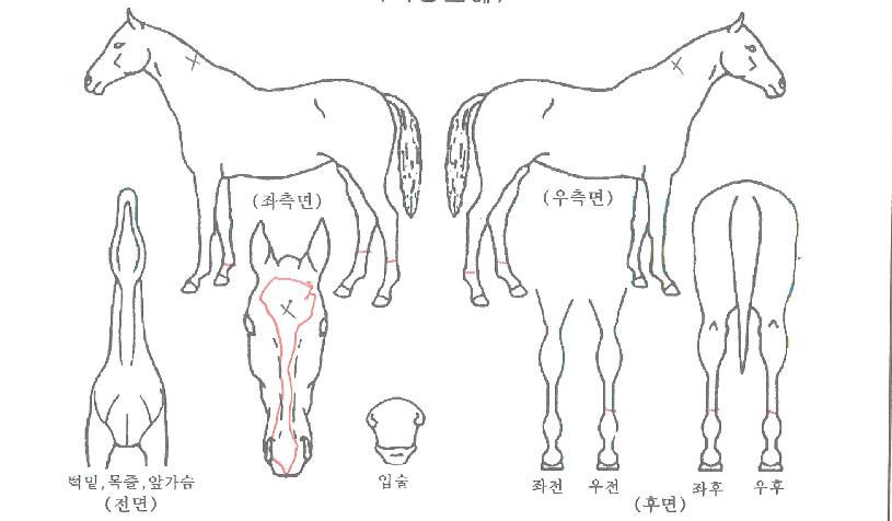 ½ÃƼºí·¹À̵åÀÇ Ãø¸é,¿ì¸é,µÞ¸é,µÎ»ó,´Ù¸®ÀÇ Æ¯Â¡µµÇØ