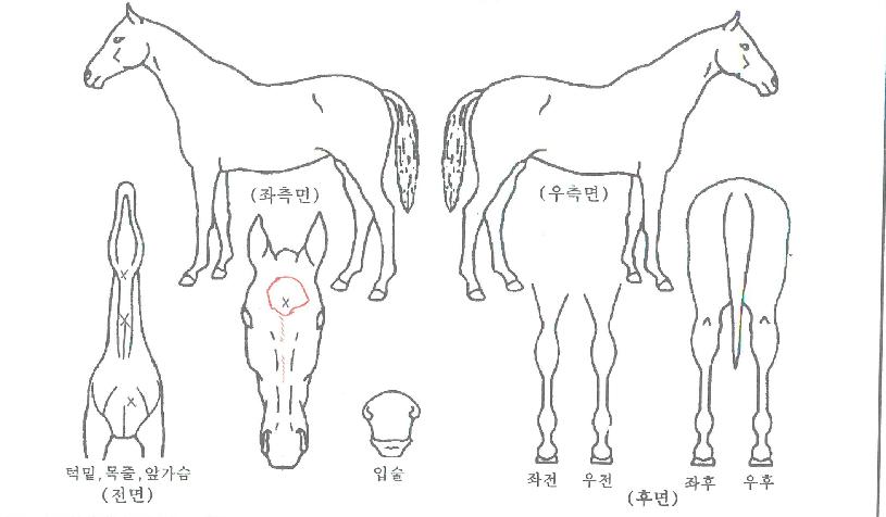 ±¸¸§¼Ó»êÃ¥ÀÇ Ãø¸é,¿ì¸é,µÞ¸é,µÎ»ó,´Ù¸®ÀÇ Æ¯Â¡µµÇØ