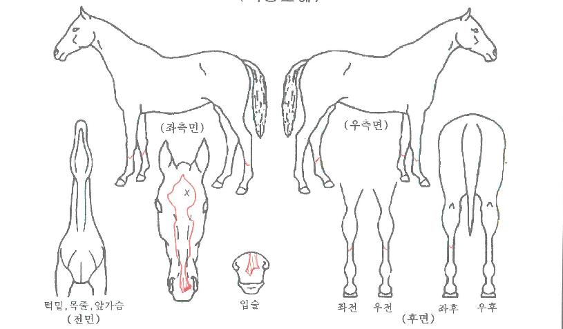 ��õè���� ����,���,�޸�,�λ�,�ٸ��� Ư¡����