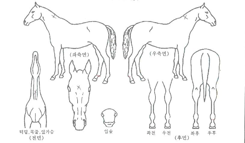 ������� ����,���,�޸�,�λ�,�ٸ��� Ư¡����