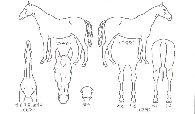 ½Ã¿¡³ÊÁî¾Æ³ÊÀÚ¸¶ÀÇ Ãø¸é,¿ì¸é,µÞ¸é,µÎ»ó,´Ù¸®ÀÇ Æ¯Â¡µµÇØ