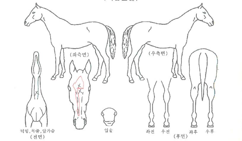 �븮������Ʈ�ڸ��� ����,���,�޸�,�λ�,�ٸ��� Ư¡����