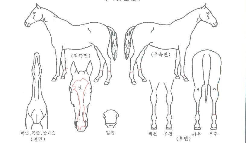 ·¹Ã÷°íÀÇ Ãø¸é,¿ì¸é,µÞ¸é,µÎ»ó,´Ù¸®ÀÇ Æ¯Â¡µµÇØ