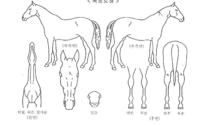 ¿¡Æä¸£³×ÀÚ¸¶ÀÇ Ãø¸é,¿ì¸é,µÞ¸é,µÎ»ó,´Ù¸®ÀÇ Æ¯Â¡µµÇØ